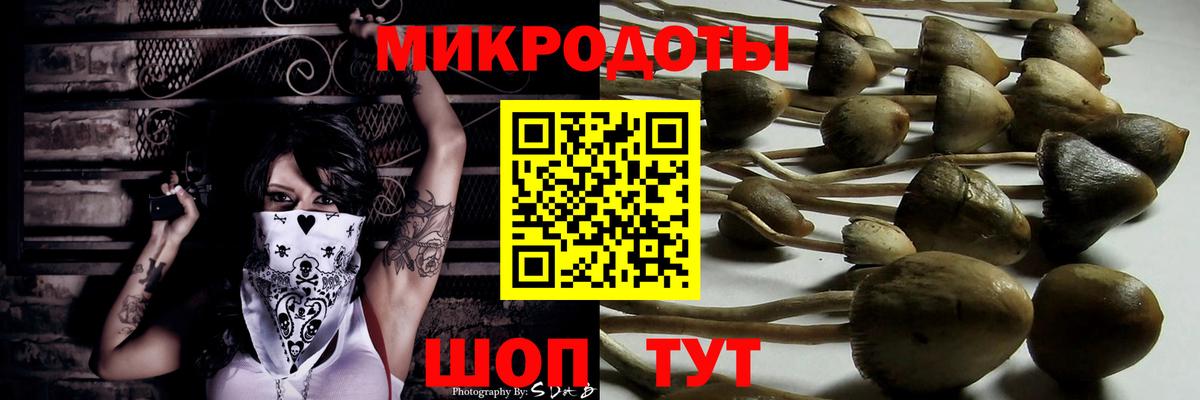 Псилоцибиновые грибы Psilocybe Борзя